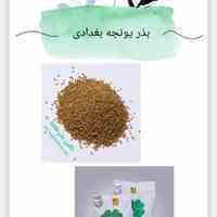 فروش بذر یونجه بغدادی