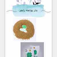 فروش بذر یونجه رنجر