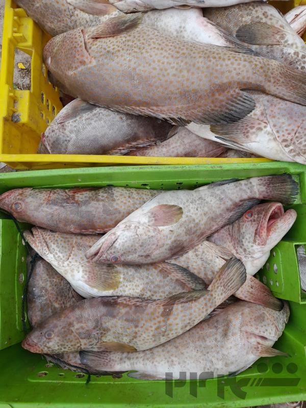 فروش ماهی ومیگو