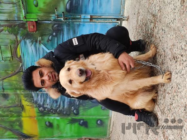 خرید توله سگ _فروش سگ حرفه ای تمام نژادها 