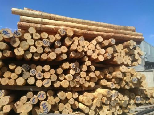 فروش چوب راش با کیفیت