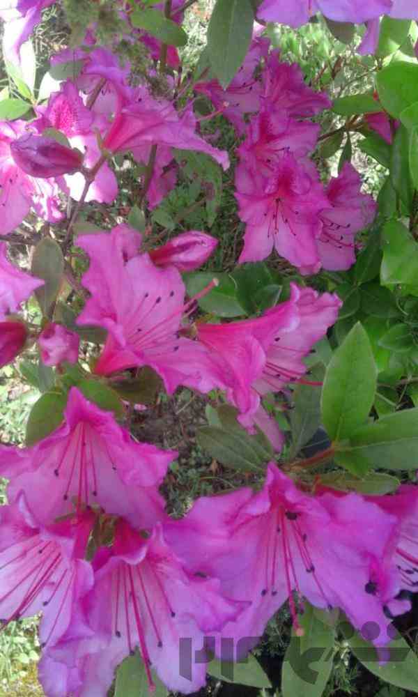 فروشگاه گلکده
