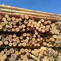 فروش چوب راش با کیفیت