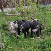 توله سگ پیتبول،توله پیت بول اصیل