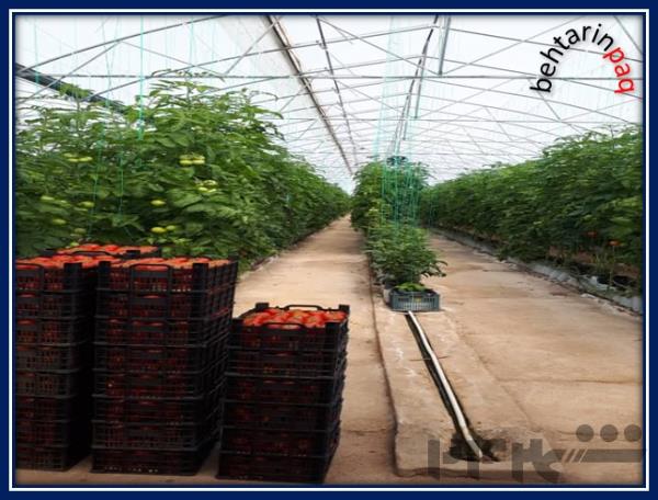 گلخانه آماده با صادرات در منطقه آزاد ارس
