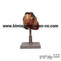 مولاژ قلب اندازه طبیعی
