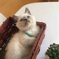 فروشگاه حیوانات خانگی کت ایران CATS-IRAN