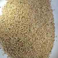کنجد پاکستانی عمده 