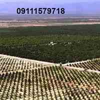 فروش زمینهای کشت وصنعت