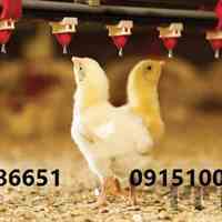 فروش جوجه گوشتی