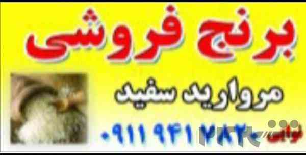 برنج فروشی مروارید سفید 
