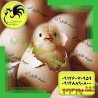 جوجه یکروزه گوشتی راس - مرغ بومی گوشتی - طیور - طیور