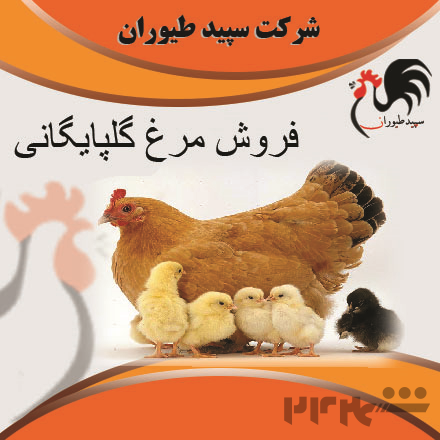 فروش مرغ بومی گلپایگان 4 ماهه ، نیمچه - طیور