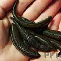 اموزش پرورش زالوی طبی