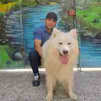 سگ فروشی آموزشگاه سگ پانسیون سگ مربی حرفه ای سگ 