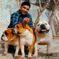 فروشگاه سگ باشگاه سگ نگهبان سگهای خانگی 