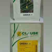 بذر خیار اورکا