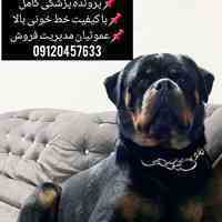 📢🐕فروش سگ نژاد رتوایلر،فروش توله رتوایلر آمریکن و آلمانی پوزه دلقکی
