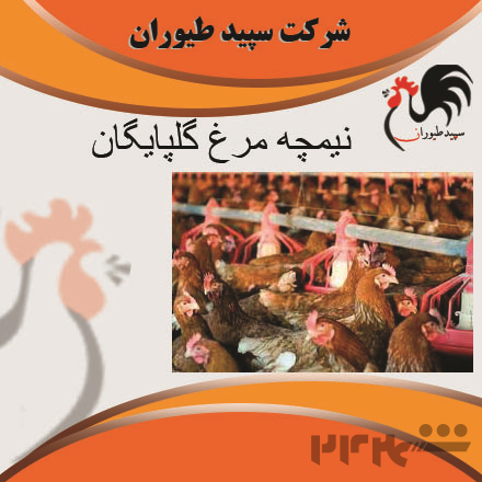 فروش نیمچه مرغ محلی و جوجه مرغ اصلاح نژاد شده - استان تهران