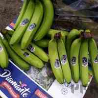 واردات و ترخیص موز در دو روز کاری