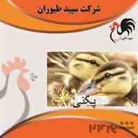بازار خرید و فروش اردک مشاوره پرورش - طیور - طیور
