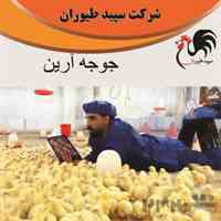 فروش جوجه یک روزه -جوجه گوشتی در سراسر کشور - طیور - طیور