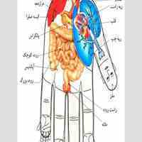 آموزش طب سنتی