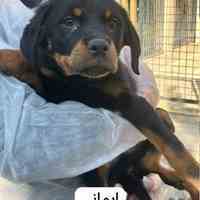 فروش سگ روتوایلر