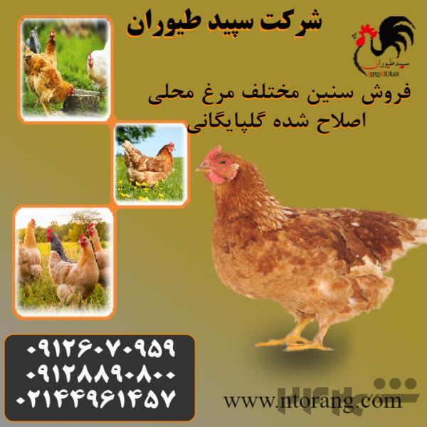 فروش مرغ تخمگذار محلی، قیمت مرغ تخمگذار محلی- طیور - طیور