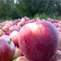 سیب قرمز ترگور ارومیه 