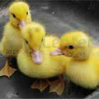 جوجه و‌ماکیان