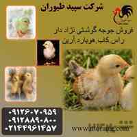 فروش جوجه گوشتی - طیور قیمت مناسب