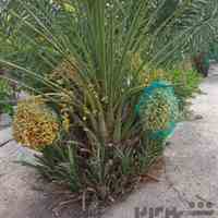 فسیل پیارم،پاجوش پیارم،نهال پیارم،درخت پیارم،خرما پیارم