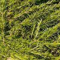فروش رزماری تازه جزئی و عمده 