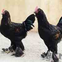 تخم نطفه دار مرغ مرندی