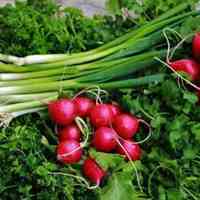 تامین کننده سبزی خوردن و آش
