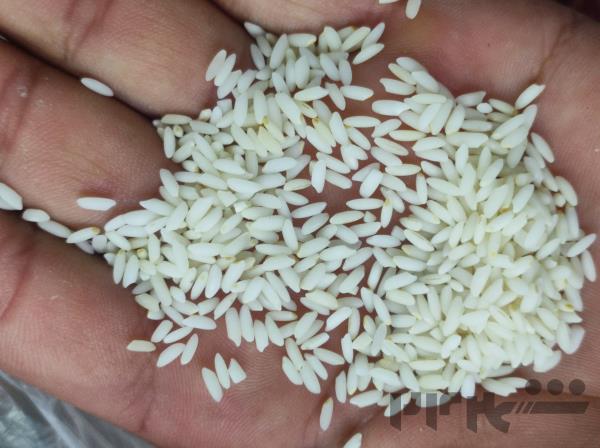 فروش عمده برنج سوناماسوری هندی