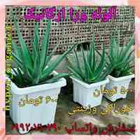 فروش پاجوش آلوئه ورا،برگ آلوئه ورا وگل آلوئه ورا خوراکی و زینتی
