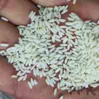 فروش عمده برنج سوناماسوری هندی
