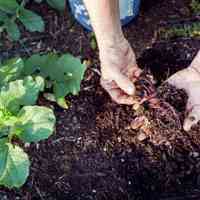 فروش ویژه کود ورمی کمپوست 