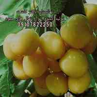 نهال گیلاس سفید ارومیه و فروش انواع ارقام میوه