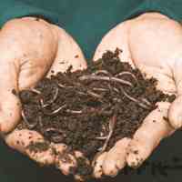 کود ورمی کمپوست 