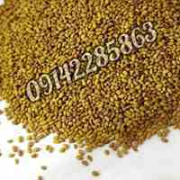 فروش بذر یونجه همدانی، بذر قره یونجه، بذر یونجه رنجر