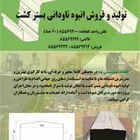 گاتر کشت(ناودانی کشت)