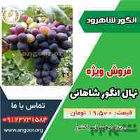 نهال انگور شاهانی مکی