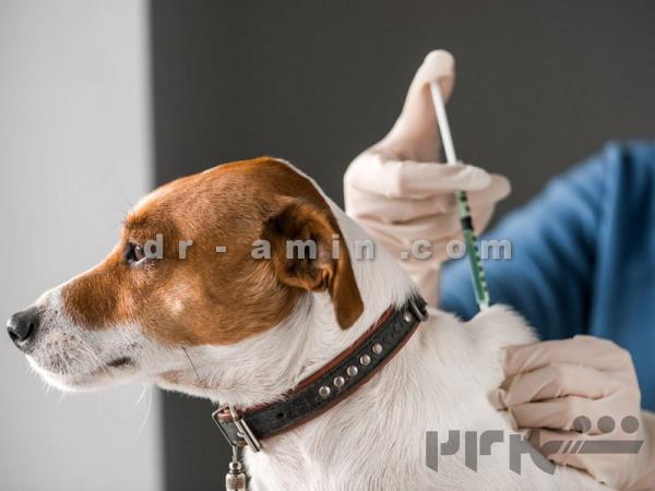کلینیک تخصصی حیوانات خانگی