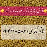 فروش بذر ذرت علوفه ای۷۰۴