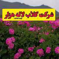 عرضه غنچه - نهال - گلبرگ گل محمدی لاله زار و گلزار کرمان توسط شرکت گلاب لاله هزار  ثبت ۱۹۳۷۷