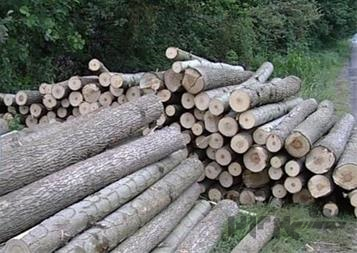 خرید چوب صنوبر