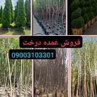 فروش درختان جرایم شهرداری، پایان کار، فضای سبز، طراحی ویلا و منزل، روف گاردن